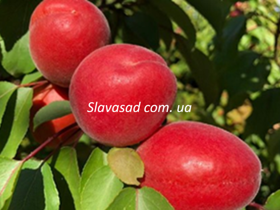 Болеро (Bolero) (жердель)