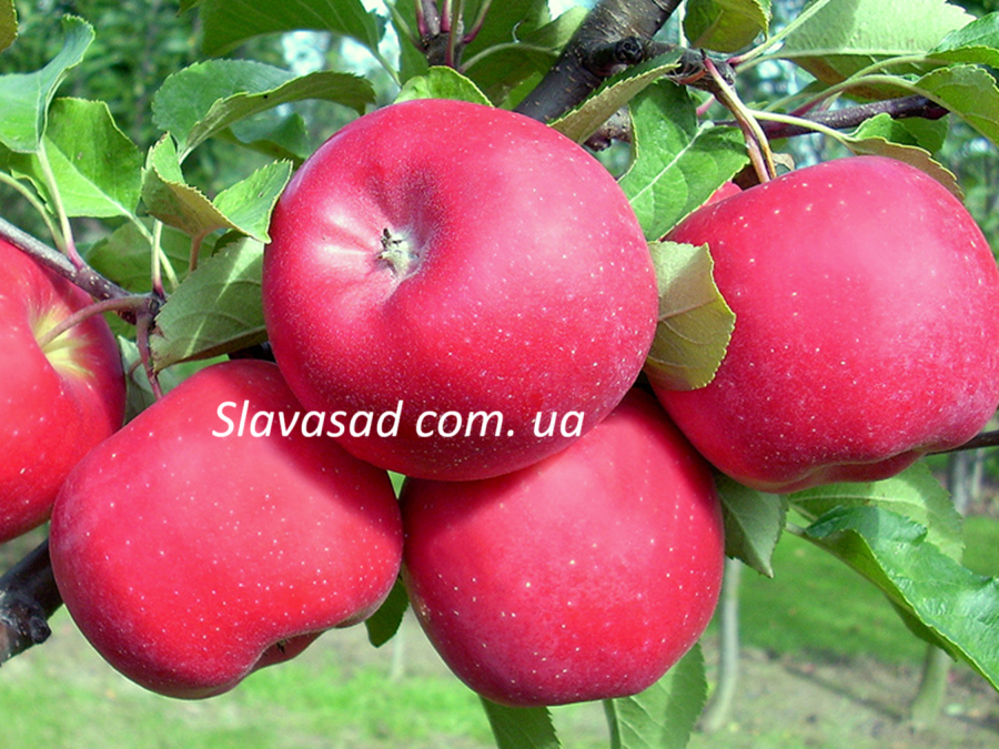 Боніта (Bonita) (ММ-106)