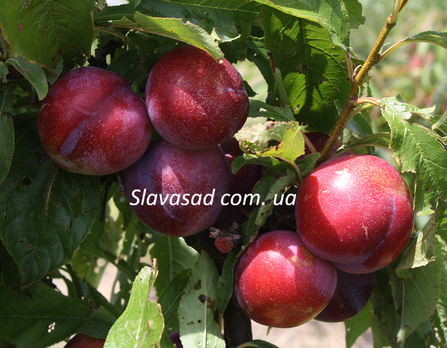 Флавор Фінал (Flavor Finale) (жердель)