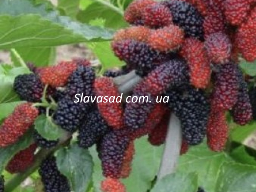 Джерарді (Gerardi Dwarf) (шовковиця)