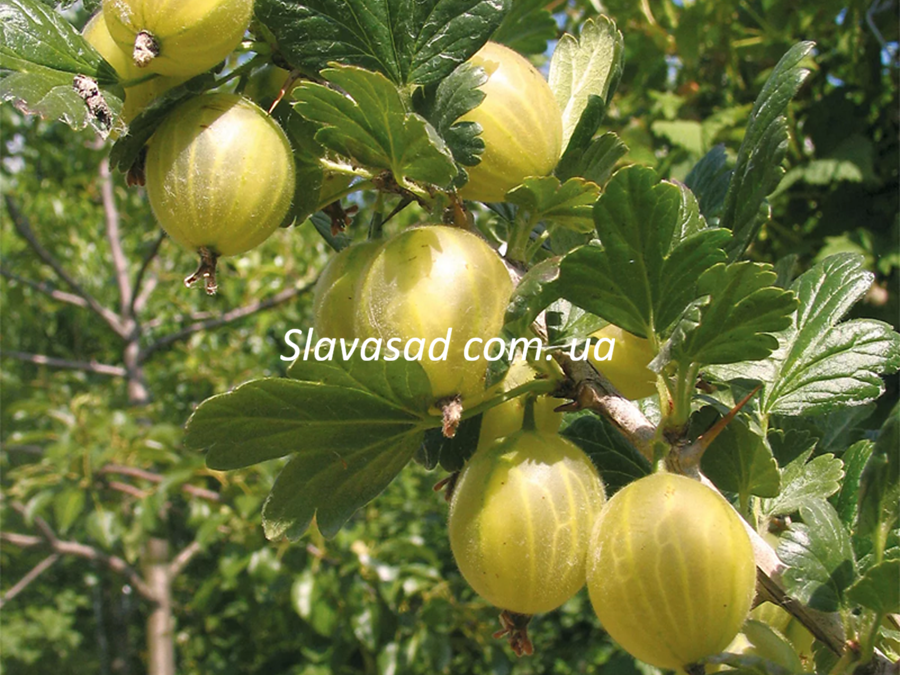 Левеллеp (к/с)