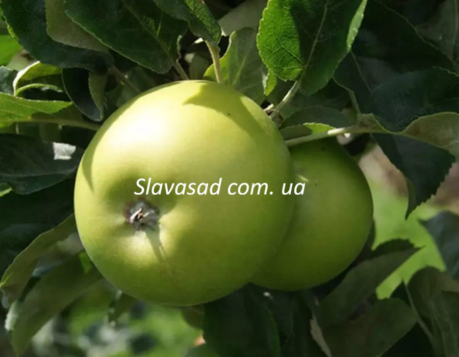 Малахіт (ММ-106)