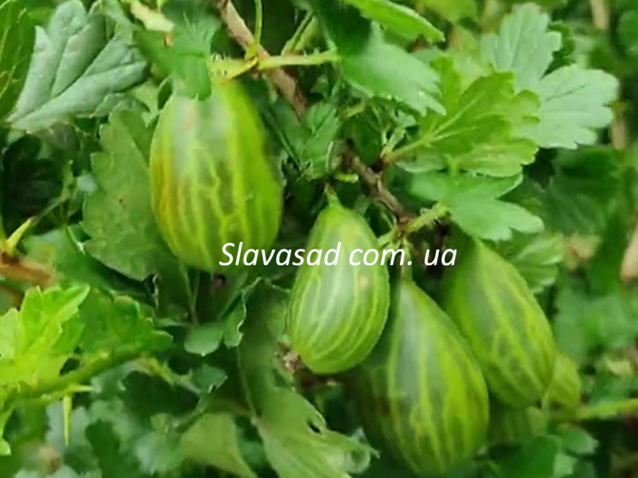 Телеграф (к/с)