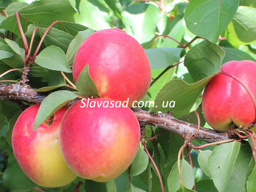 Ваніла Кот (Vanilla Cot) (бест-3)