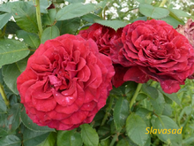 Rose des 4 Vents (Троянда 4 вiтрiв) (Мультифлора)