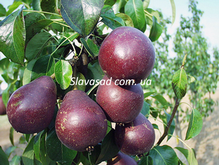 Алесія (Alessia) (груша)