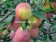 Китайський ліхтарик (ВА-29)