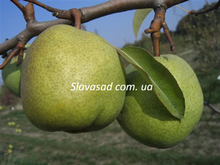 Девечі (Deveci) (груша)