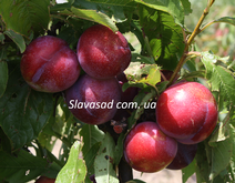 Флавор Фінал (Flavor Finale) (жердель)