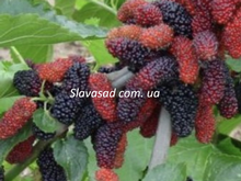 Джерарді (Gerardi Dwarf) (шовковиця)