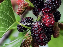 Іллінойс Еверберінг (Illinois Everbearing) (шовковиця)