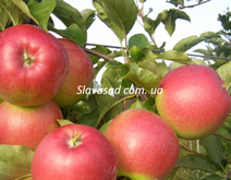 Лігол (Ligol) (ММ-106)