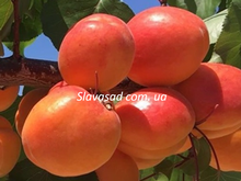 Лука (Luca) (бест-3)