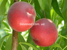 Роял Естет (Royal Estate) (мигдаль)