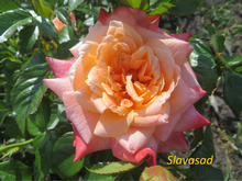 Samaritan (Самарітан) (Мультифлора)