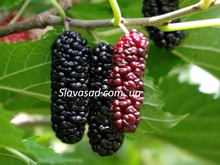 Шеллі (шовковиця)