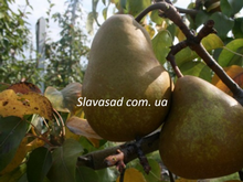 Шоне Хелен (Schöne Helene) (груша)