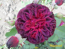 Speronella Dalesmanini (Сперонелла Далесманіні) (Мультифлора)