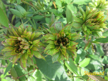 Viridiflora (Вірідіфлора) (Мультифлора)