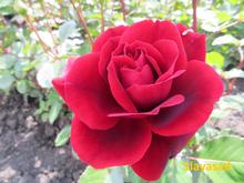 Cyclamen Pierre de Ronsard (Цикламен П'єр де Ронсард) (Мультифлора)