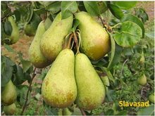 Конференція (ВА-29)