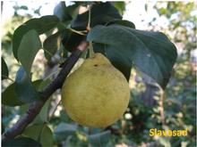 Лимонка (груша)