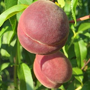 Саджанці персика