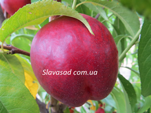 Алитоп (Alitop) (жердель)