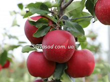 Бреберн Ред Філд (Braeburn Red Field) (мм-106)