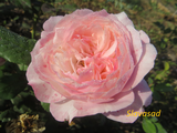  Constance (Констанс) (Мультифлора)