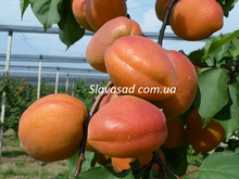 Фаралия (Faralia) (жердель)