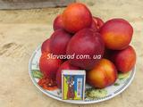  Флавон (жердель)