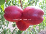  Флавон (жердель)