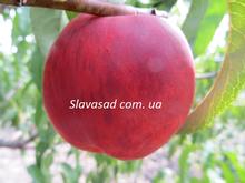 Флавон (жердель)
