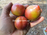  Формоза (алыча)