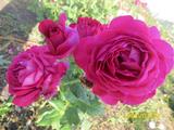  Johann Wolfgang von Goethe Rose (Иоганн Вольфганг фон Гете) (Мультифлора)