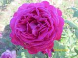  Johann Wolfgang von Goethe Rose (Иоганн Вольфганг фон Гете) (Мультифлора)