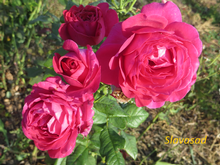 Johann Wolfgang von Goethe Rose (Иоганн Вольфганг фон Гете) (Мультифлора)