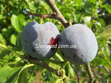 Калипсо (алича)