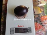  Киргизская превосходная (алича)