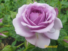Lavender Flower Circus (Лавендер Фловер Циркус) (Мультифлора)