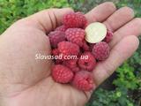  Новокитаевская (к/с)