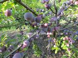  Обильная новая (алича)