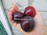  Обильная новая (алича)