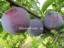 Обильная новая (алича)
