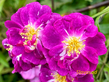Purple Skyliner (Перпл Скайлайн) (Мультифлора)