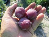  Свит Триат (Sweet Treat Pluerry) (алича)