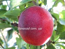 Свит Триат (Sweet Treat Pluerry) (алича)
