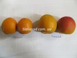  Робада (Robada) (пумісилект)