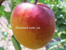 Робада (Robada) (пумісилект)